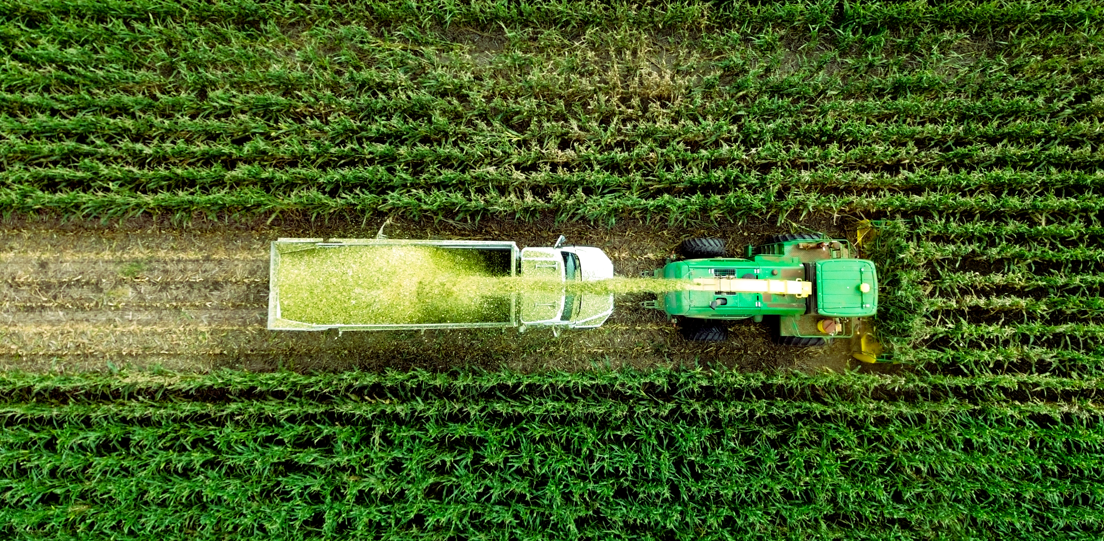 A silage chopper chopping corn and unloading into a truck, viewed from above.