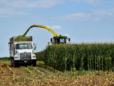 Farm operations chopping silage 