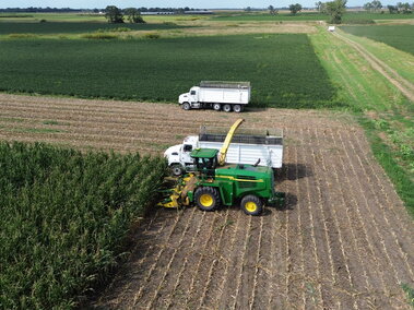 Chopping Silage