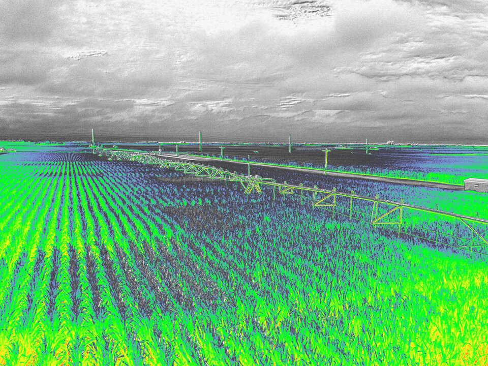 2025 South Central Ag Lab corn field