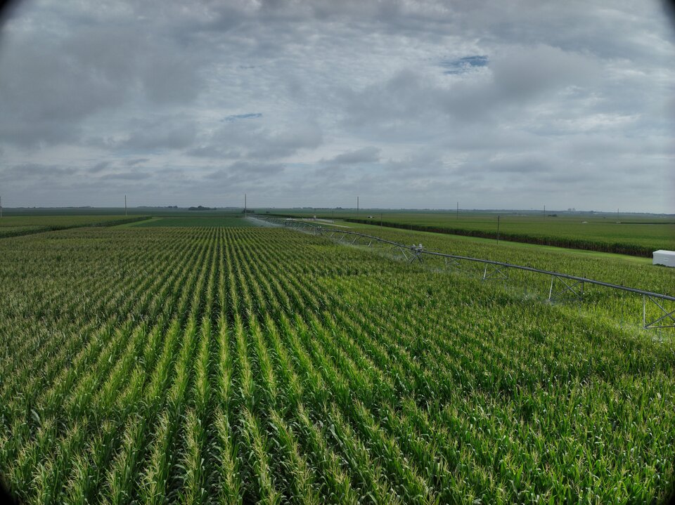 2025 South Central Ag Lab corn field